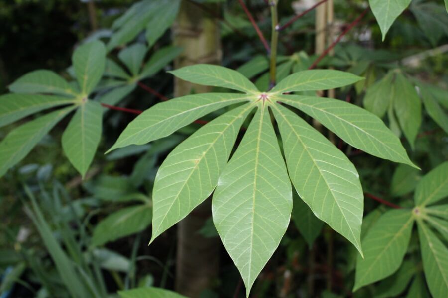 cassava leaves