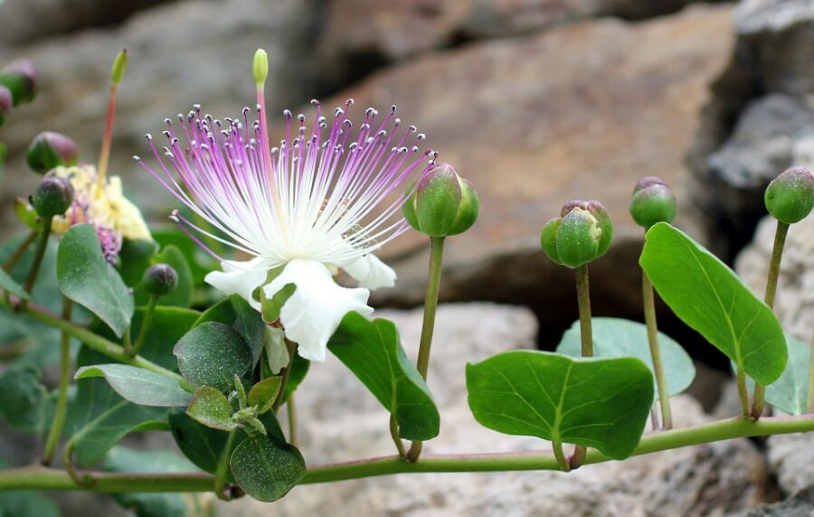 capers flower