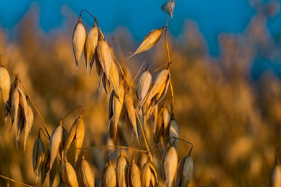 oat grain