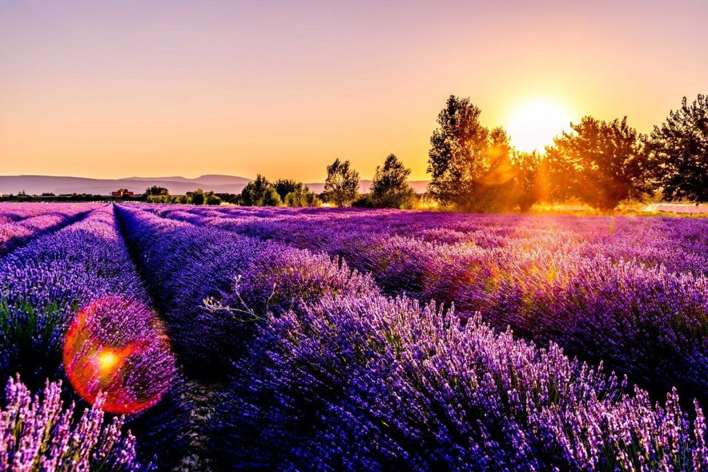 fields of lavender