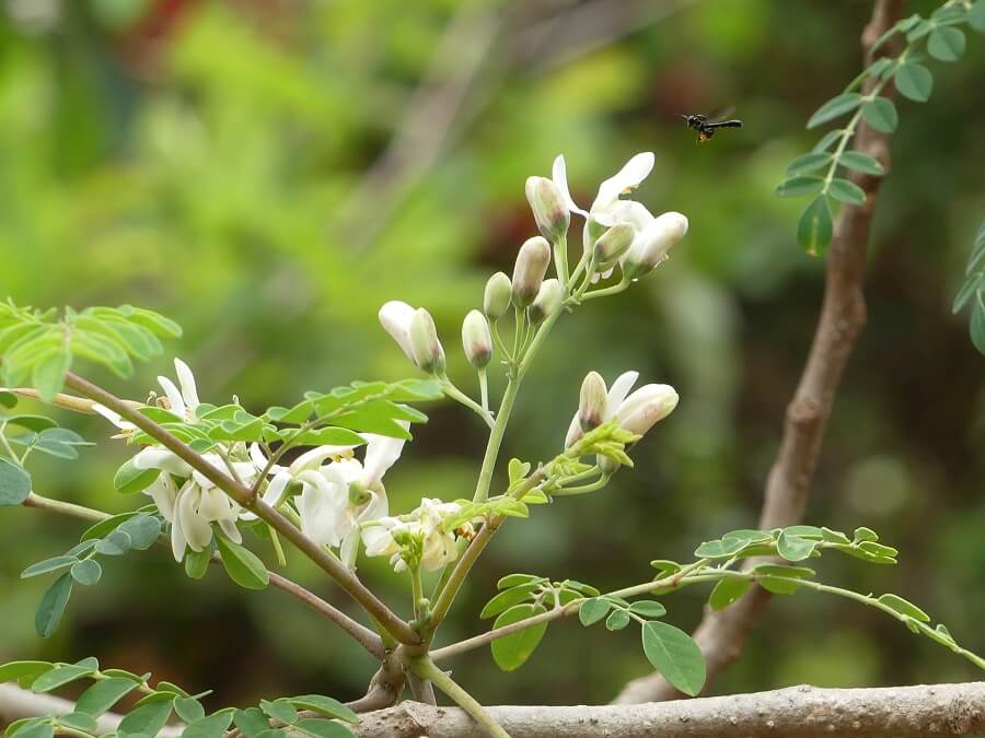 benefits of maringa