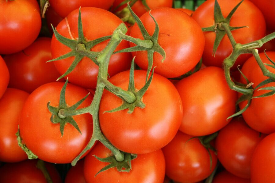 tomatoes