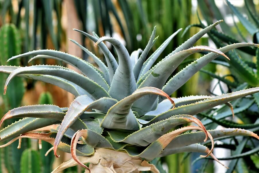 agave