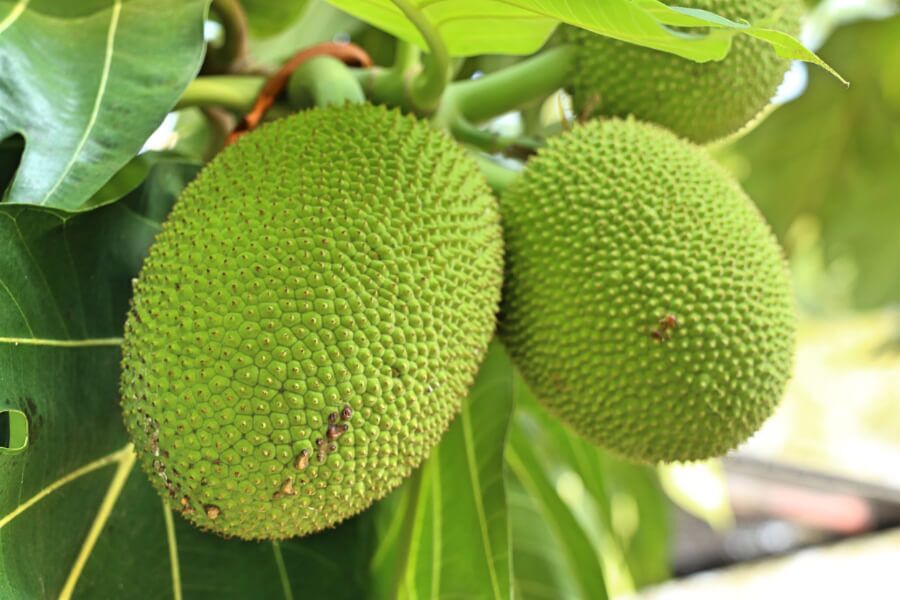 Breadfruit Leaves