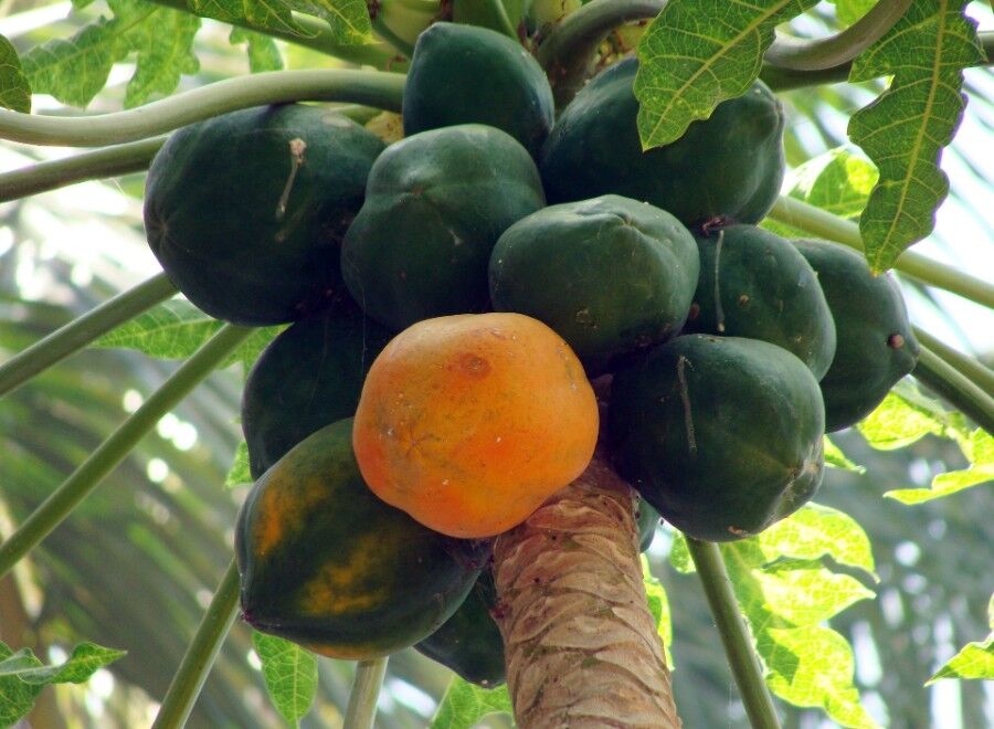 benefits of papaya