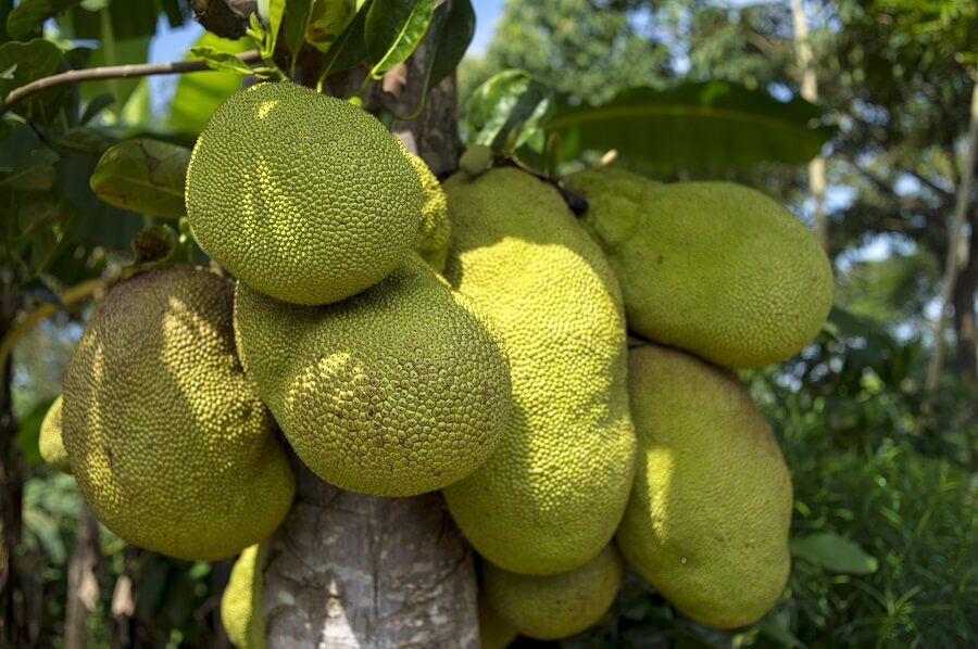 benefits of jackfruit