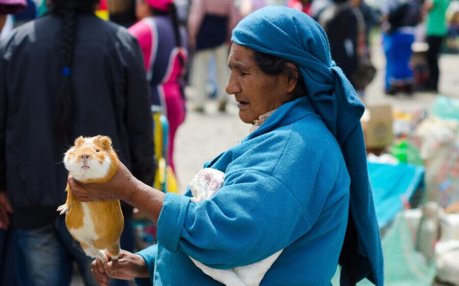 Cuy in peru